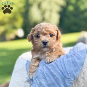 Prince Kaspian, Bich-Poo Puppy