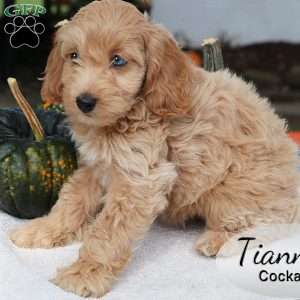 Tianna, Cockapoo Puppy