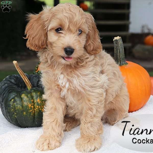 Tianna, Cockapoo Puppy