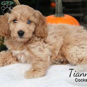 Tianna, Cockapoo Puppy