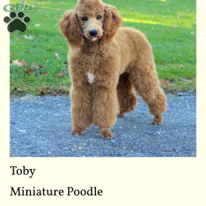 Heather, Miniature Poodle Puppy