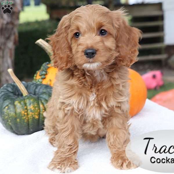 Tracy, Cockapoo Puppy