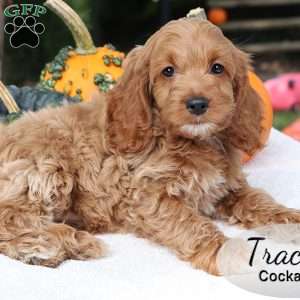 Tracy, Cockapoo Puppy