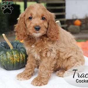Tracy, Cockapoo Puppy