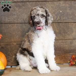 Travis, Standard Poodle Puppy