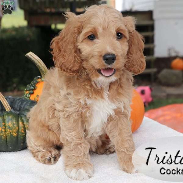 Tristan, Cockapoo Puppy