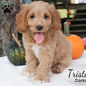 Tristan, Cockapoo Puppy