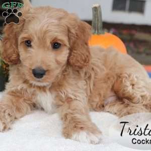 Tristan, Cockapoo Puppy