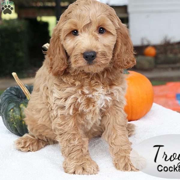 Troy, Cockapoo Puppy
