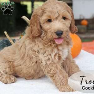 Troy, Cockapoo Puppy