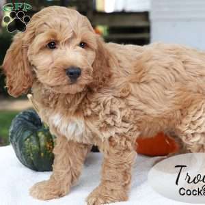 Troy, Cockapoo Puppy