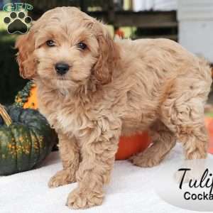 Tulip, Cockapoo Puppy