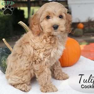 Tulip, Cockapoo Puppy