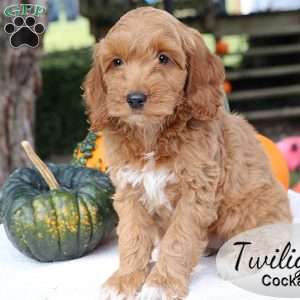 Twilight, Cockapoo Puppy