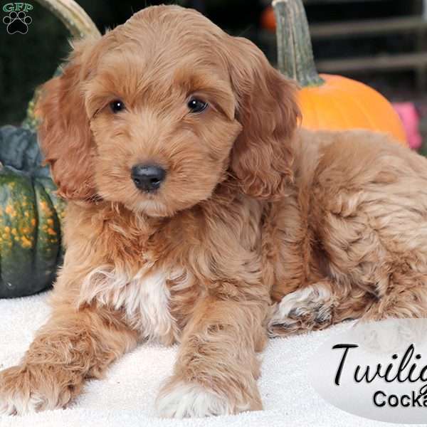 Twilight, Cockapoo Puppy