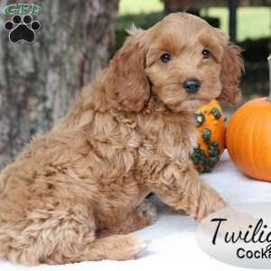 Twilight, Cockapoo Puppy
