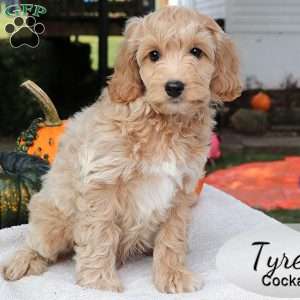 Tyrel, Cockapoo Puppy