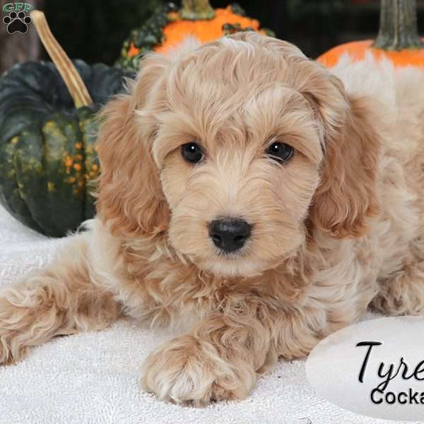 Tyrel, Cockapoo Puppy