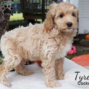 Tyrel, Cockapoo Puppy
