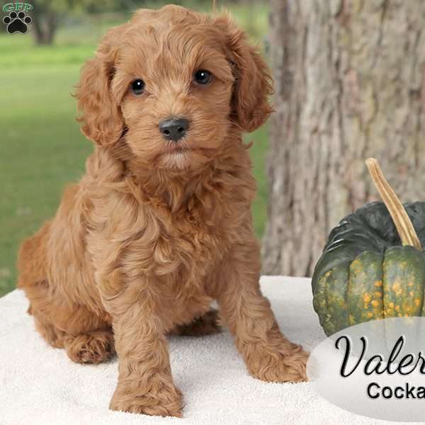 Valerie, Cockapoo Puppy