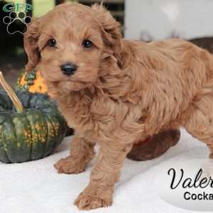Valerie, Cockapoo Puppy