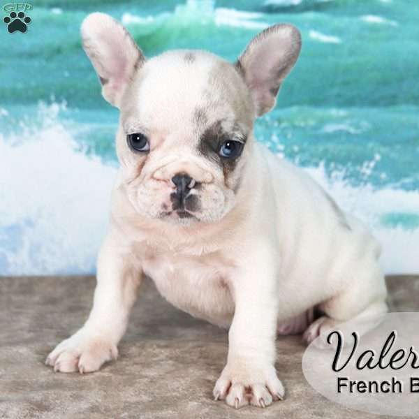Valerie, French Bulldog Puppy