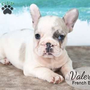 Valerie, French Bulldog Puppy