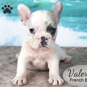 Valerie, French Bulldog Puppy