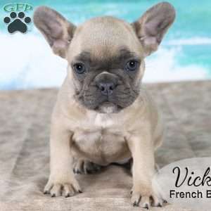 Vicky, French Bulldog Puppy