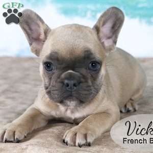 Vicky, French Bulldog Puppy
