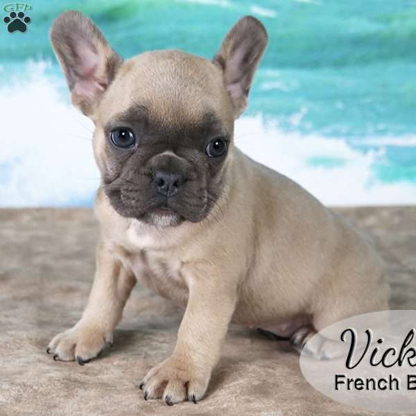 Vicky, French Bulldog Puppy