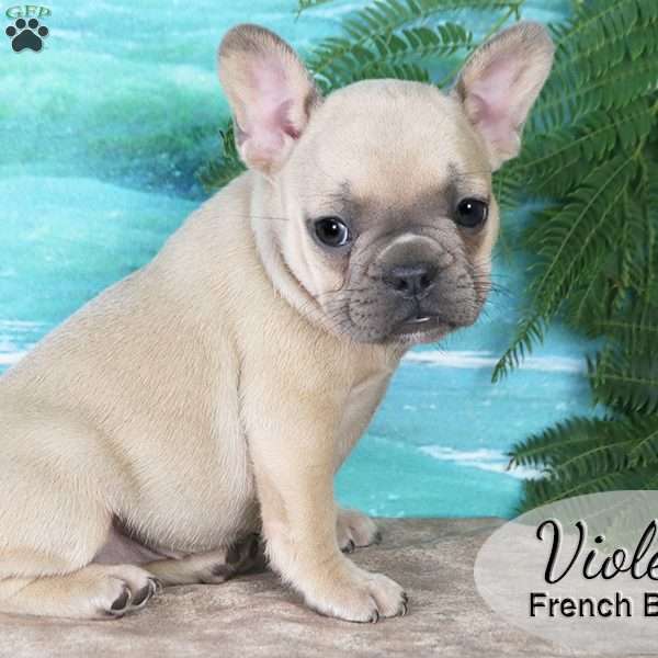 Violet, French Bulldog Puppy