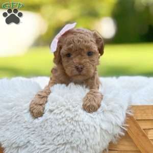 Red Princess, Bich-Poo Puppy