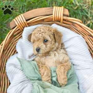Beethoven, Bich-Poo Puppy