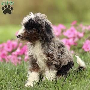 Archie, Sheepadoodle Puppy