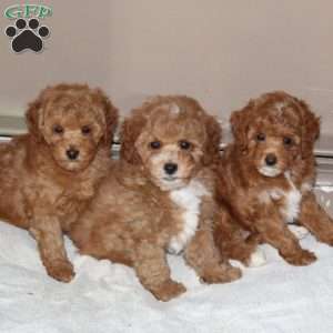 Miss Squash, Bich-Poo Puppy