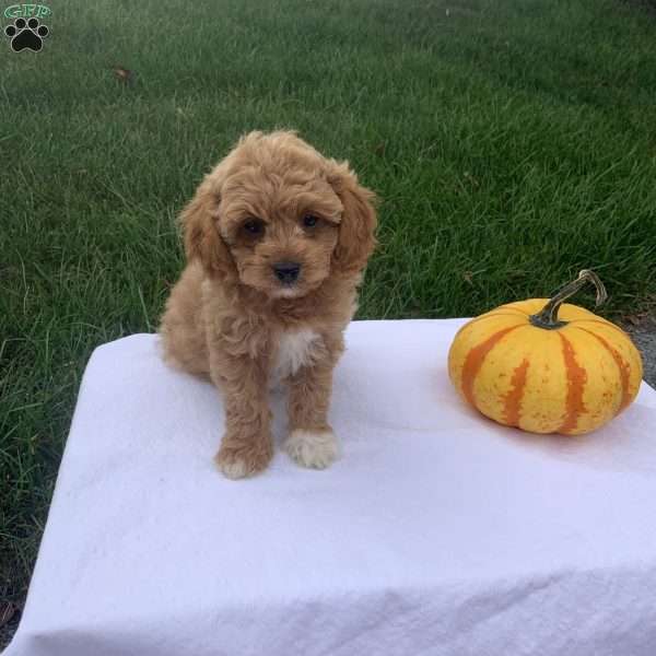 Connor, Cavapoo Puppy