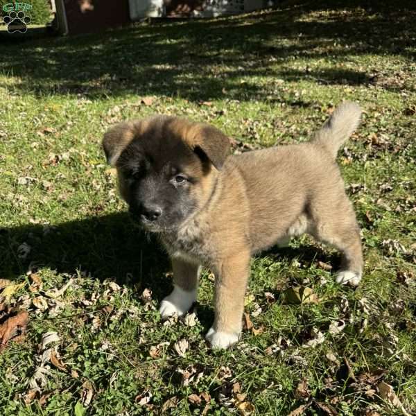 Rae, Akita Puppy