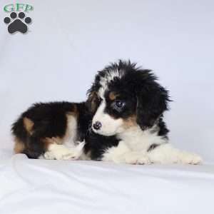 Gabby, Mini Bernedoodle Puppy