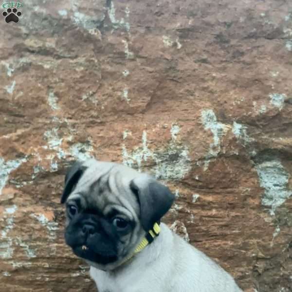 Jojo, Pug Puppy