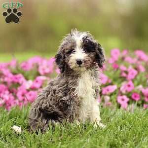 Archie, Sheepadoodle Puppy