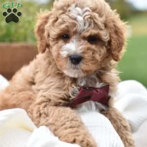 Diego, Mini Goldendoodle Puppy