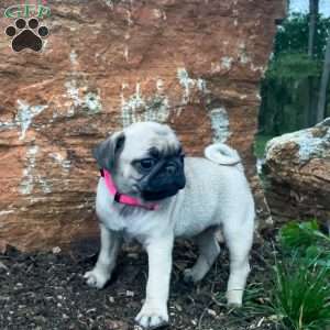 Chloe, Pug Puppy