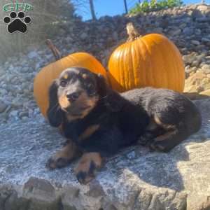 Cosmo, Dachshund Puppy