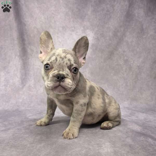 Caleb, French Bulldog Puppy