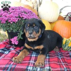 Polly, Rottweiler Puppy