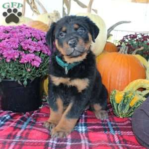 Pebbles, Rottweiler Puppy