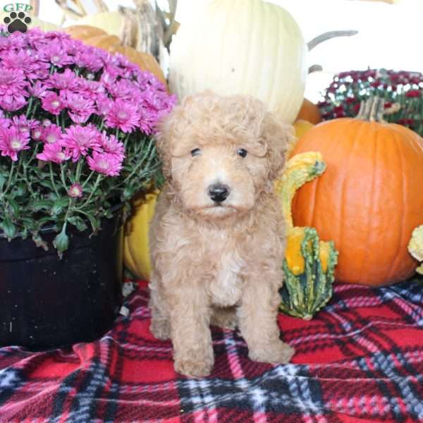 Ryan, Bich-Poo Puppy