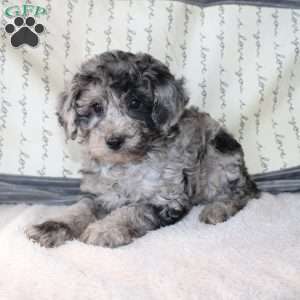 Caleb, Miniature Poodle Puppy