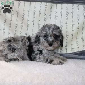Colton, Miniature Poodle Puppy